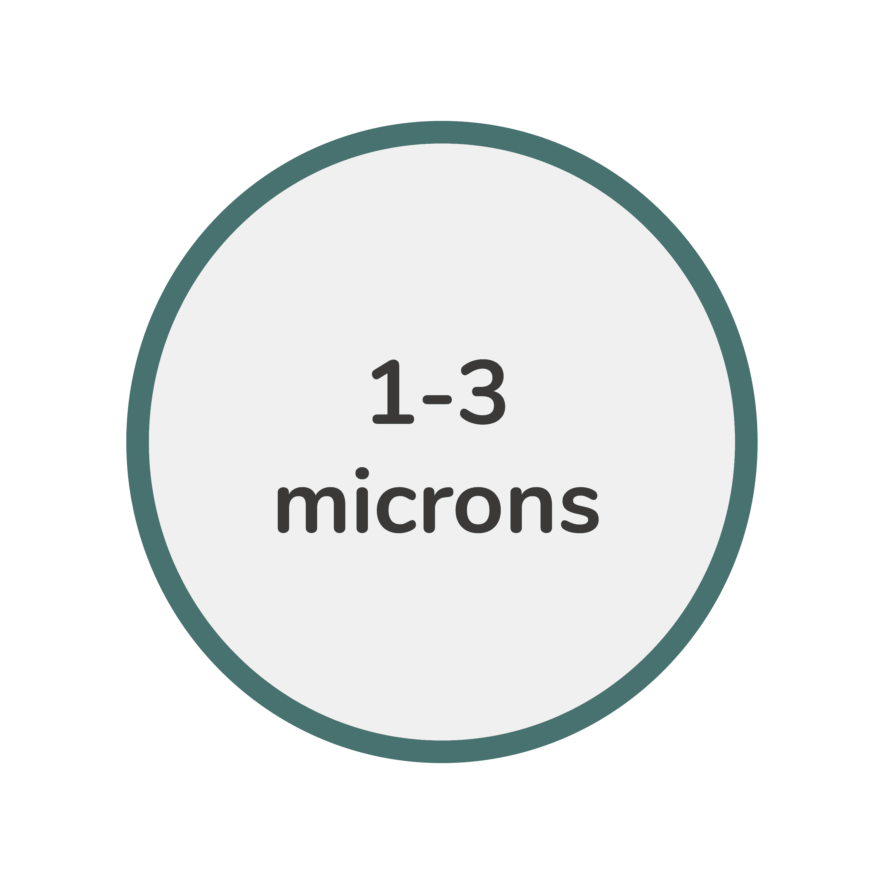 E. Coli Morphology 2