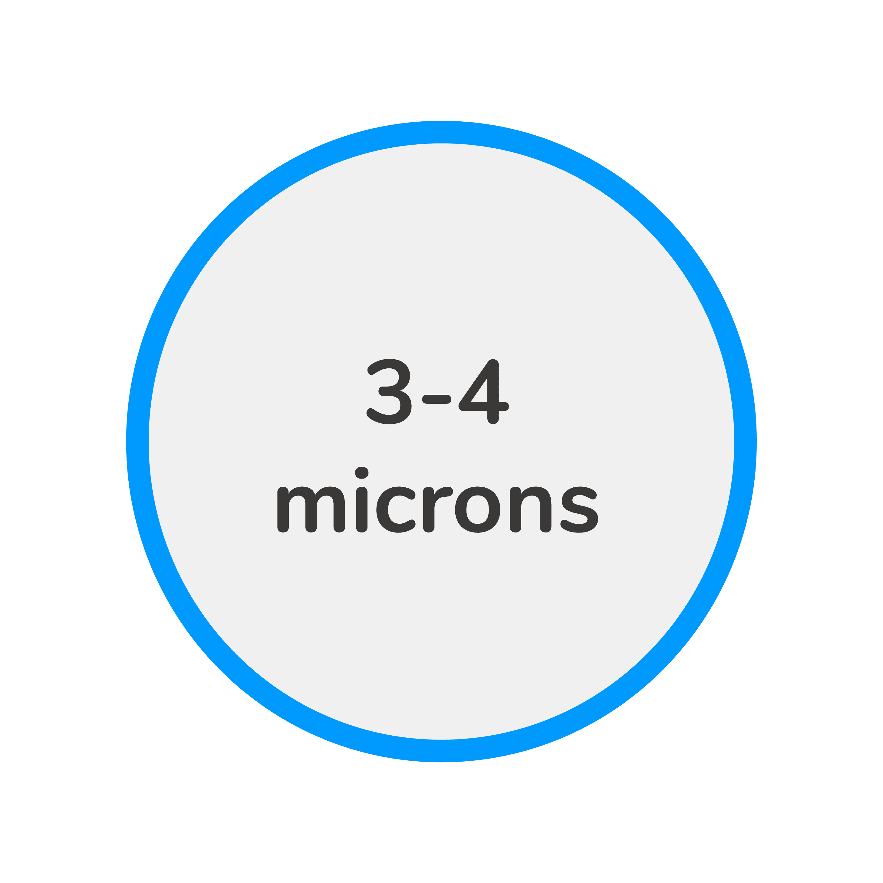 Yeast Morphology 2