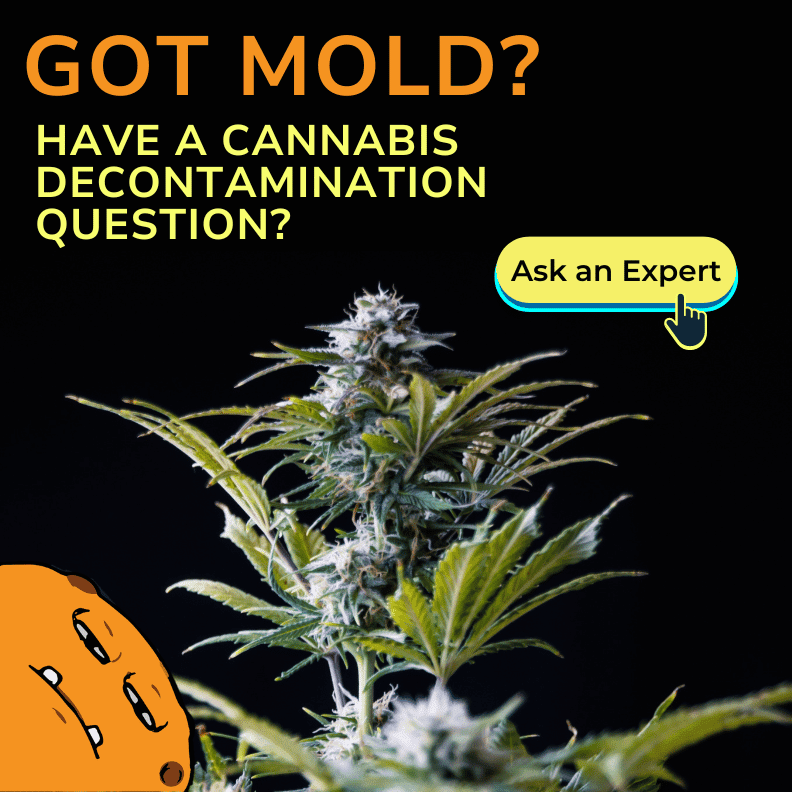 got mold 1