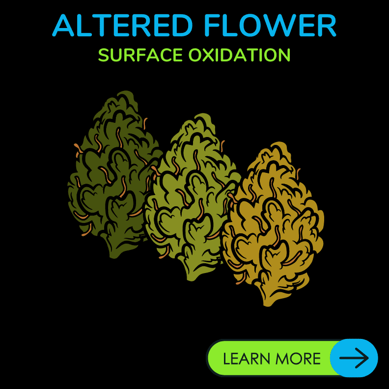 ozone altered flower